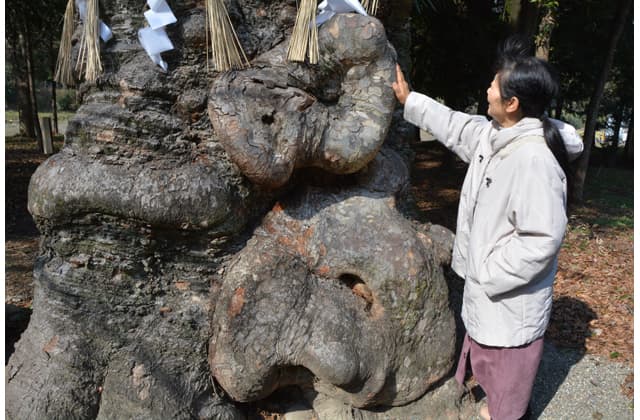 癌封じのケヤキ