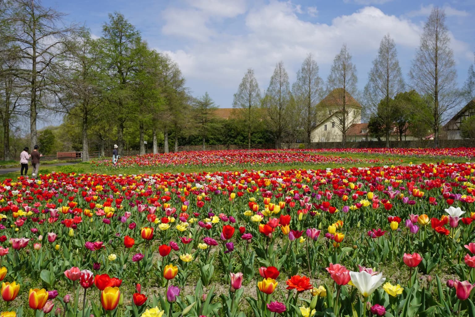 チューリップが見頃 滋賀農業公園ブルーメの丘