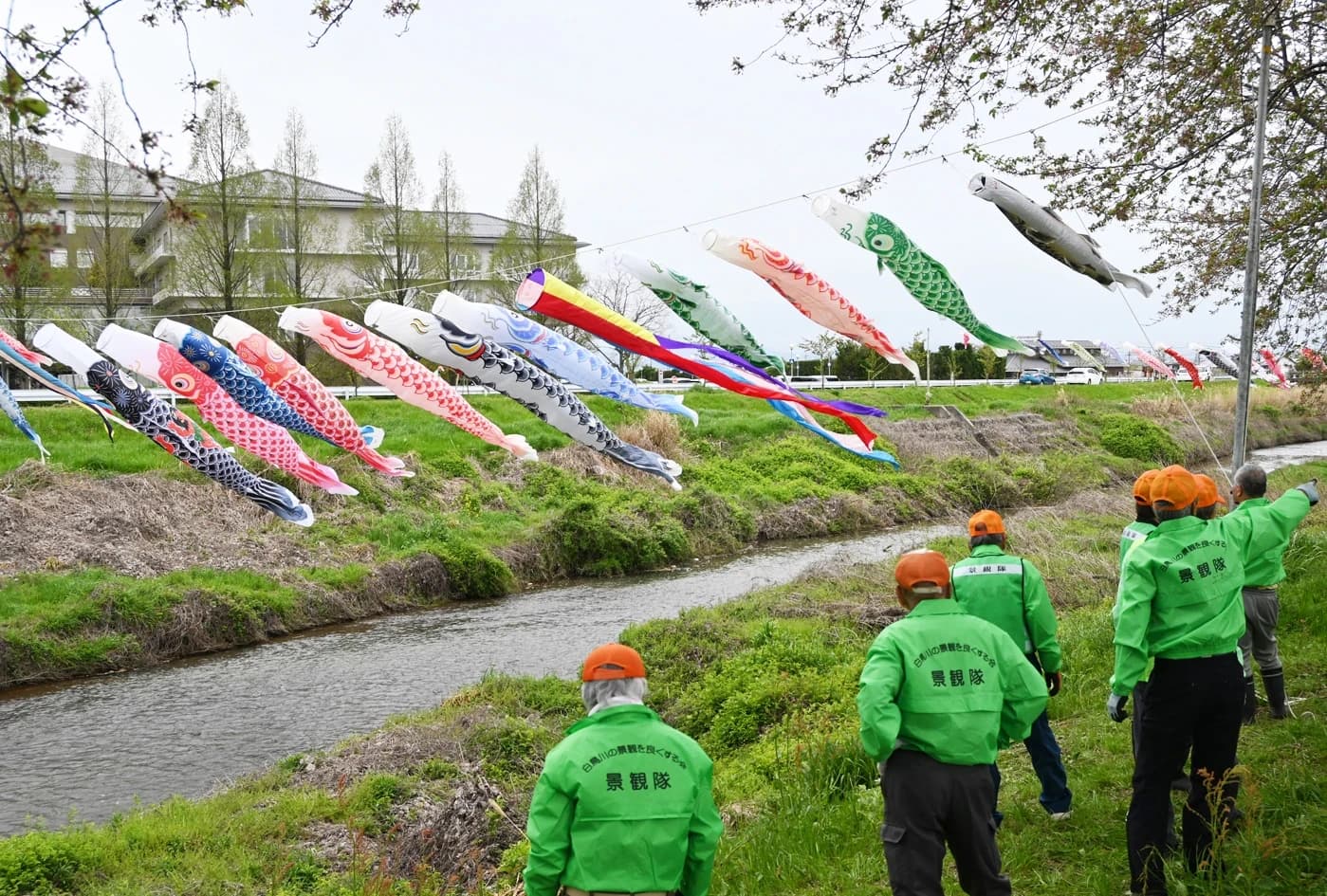 白鳥川に鯉のぼりの川渡り 心を和ませる季節の風物詩