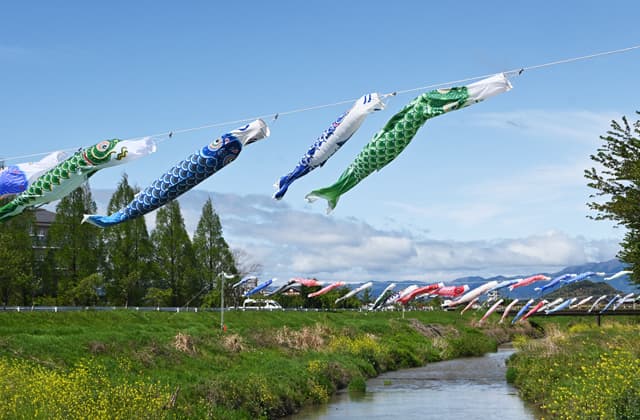 白鳥川沿いに120匹「鯉のぼりの川渡し」設置