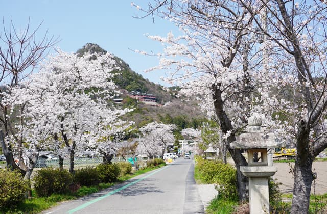 過ぎゆく桜の季節