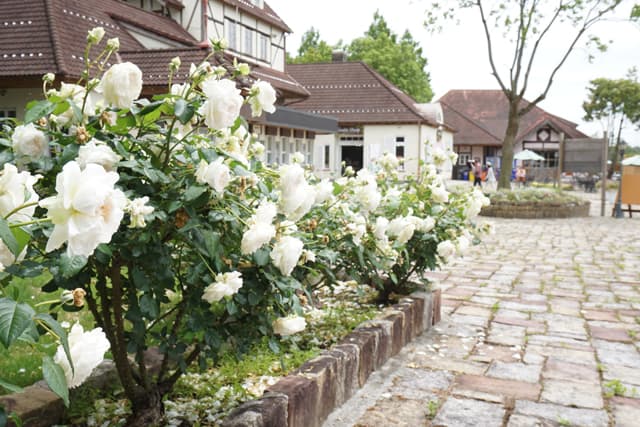 滋賀農業公園ブルーメの丘 大輪の春バラが見頃