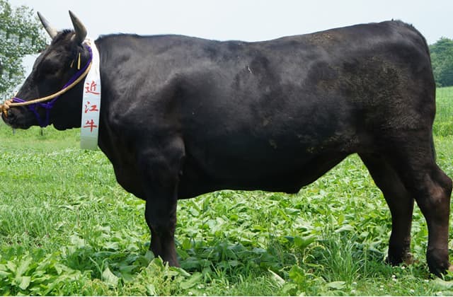 日本を席巻し、世界に羽ばたけ「近江牛」!!