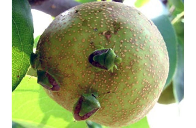 果樹カメムシ類が増加