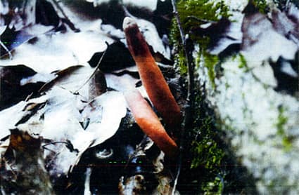 県森林センターが注意呼びかけ