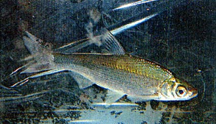 琵琶湖汽船がワタカの放流を支援