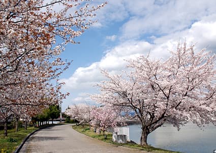 サクラ開花傾向予報 彦根城の開花4月2日頃