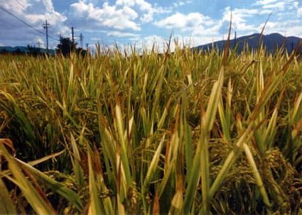 テブチウロンの使用に疑問の声も 近江鉄道の除草剤散布問題