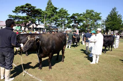 県代表牛20頭決まる 第59回近畿東海北陸連合肉牛共進会へ