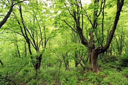 長浜のトチノキ巨木群伐採計画