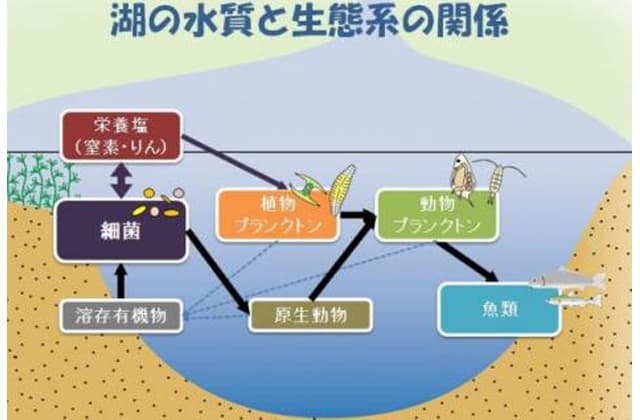 琵琶湖北湖の細菌量 過去30年間で5分の1に減少