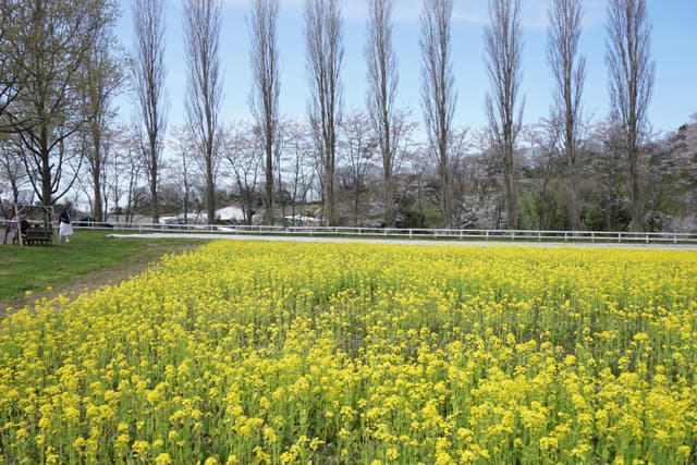 滋賀農業公園ブルーメの丘 春の花が一斉開花