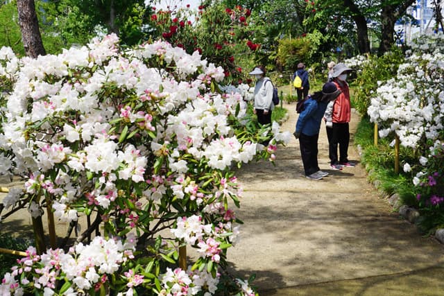 シャクナゲ満開 無料一般公開