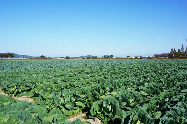 三方よしの「地産地消」を進めよう!