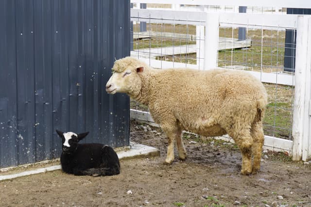日野町農業公園ブルーメの丘 ヒツジの赤ちゃん誕生