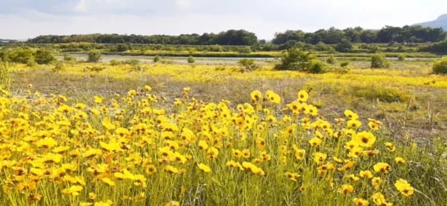 きれいだけど、日本の植生に脅威!特定外来生物 オオキンケイギク、初の駆除作戦