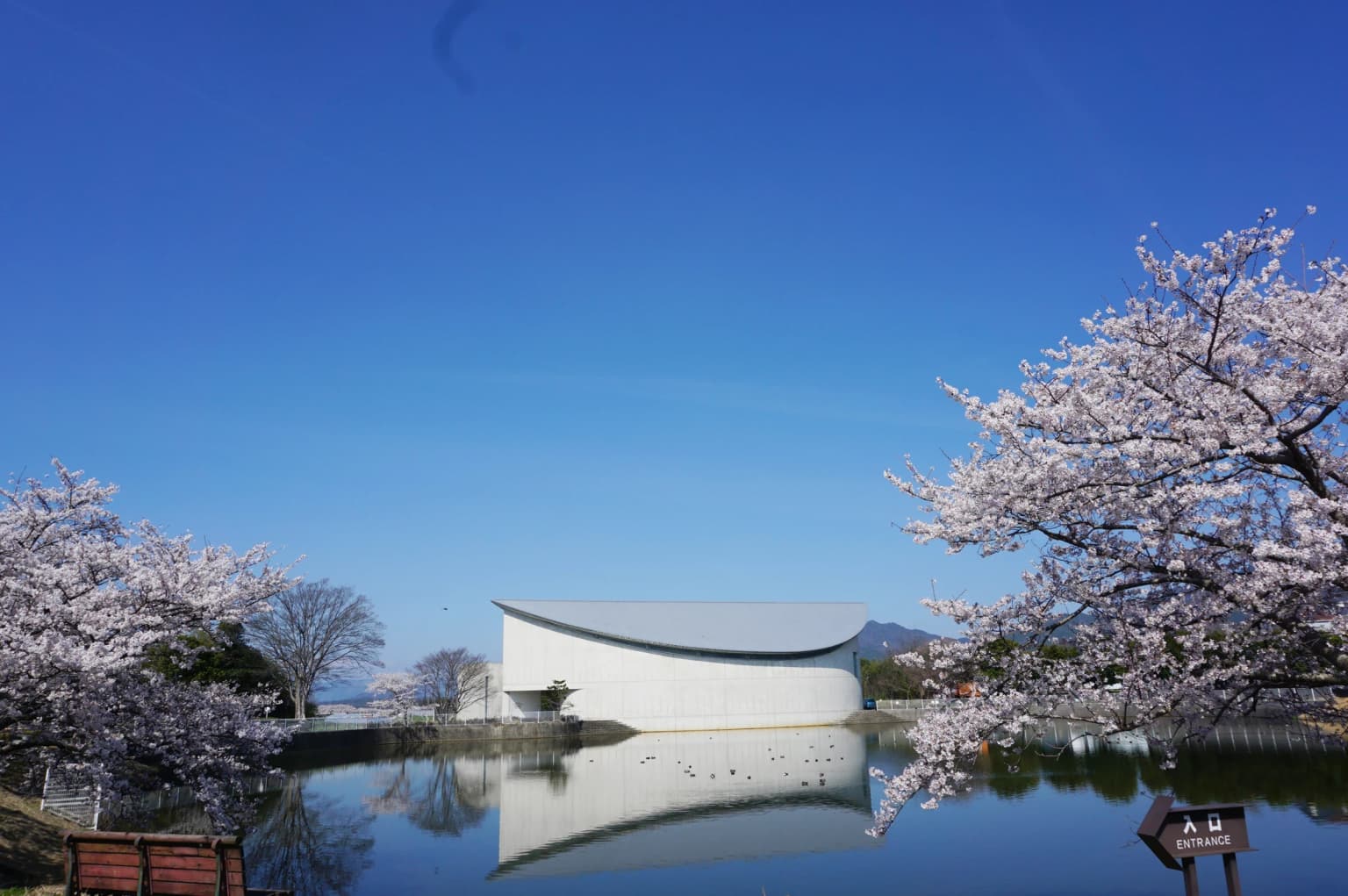 過ぎゆく季節 惜しむ桜